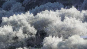 Photographie impressionniste d’arbres argentés illuminés par la lumière dans une forêt dense