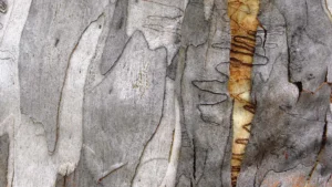 Texture d’écorce argentée aux motifs organiques et lignes naturelles – photographie artistique de texture par François Bouthors.