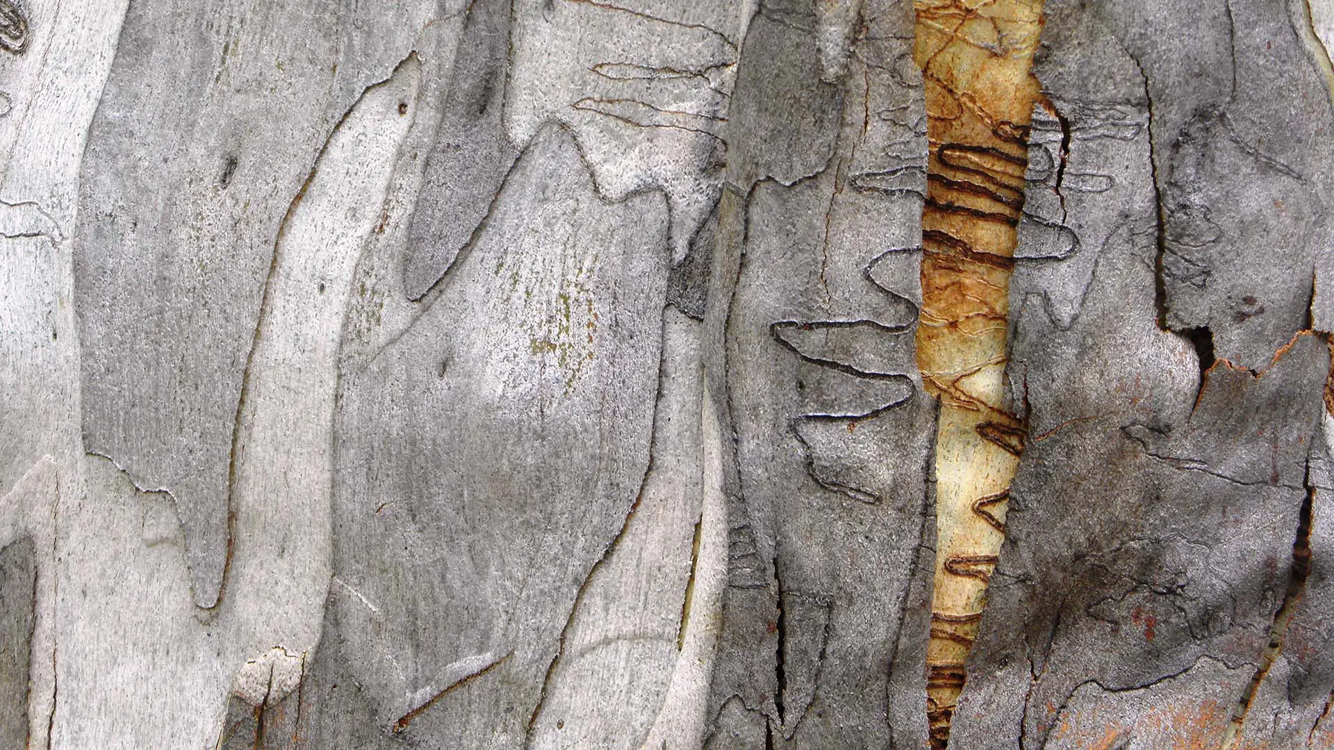 Texture d’écorce argentée aux motifs organiques et lignes naturelles – photographie artistique de texture par François Bouthors.