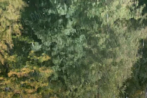 Reflets impressionnistes de végétation dans l’eau, aux couleurs vertes et dorées, créant une texture picturale abstraite. Photographie impressionniste.