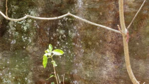 Jeune pousse verte se développant sur une roche texturée, photographie naturelle de François Bouthors.