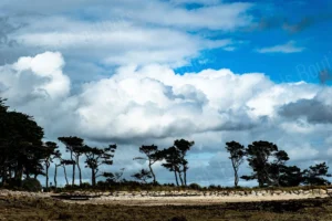 Paysage marin avec ligne d’arbres et ciel nuageux, photographie de François Bouthors