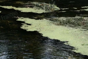 Textures aquatiques et plantes flottantes sur un étang sombre, dans un rendu proche d’une photographie impressionniste.