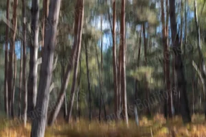 Photographie impressionniste ICM d’une forêt, avec des troncs d’arbres étirés en verticales floues créant un effet de mouvement poétique.