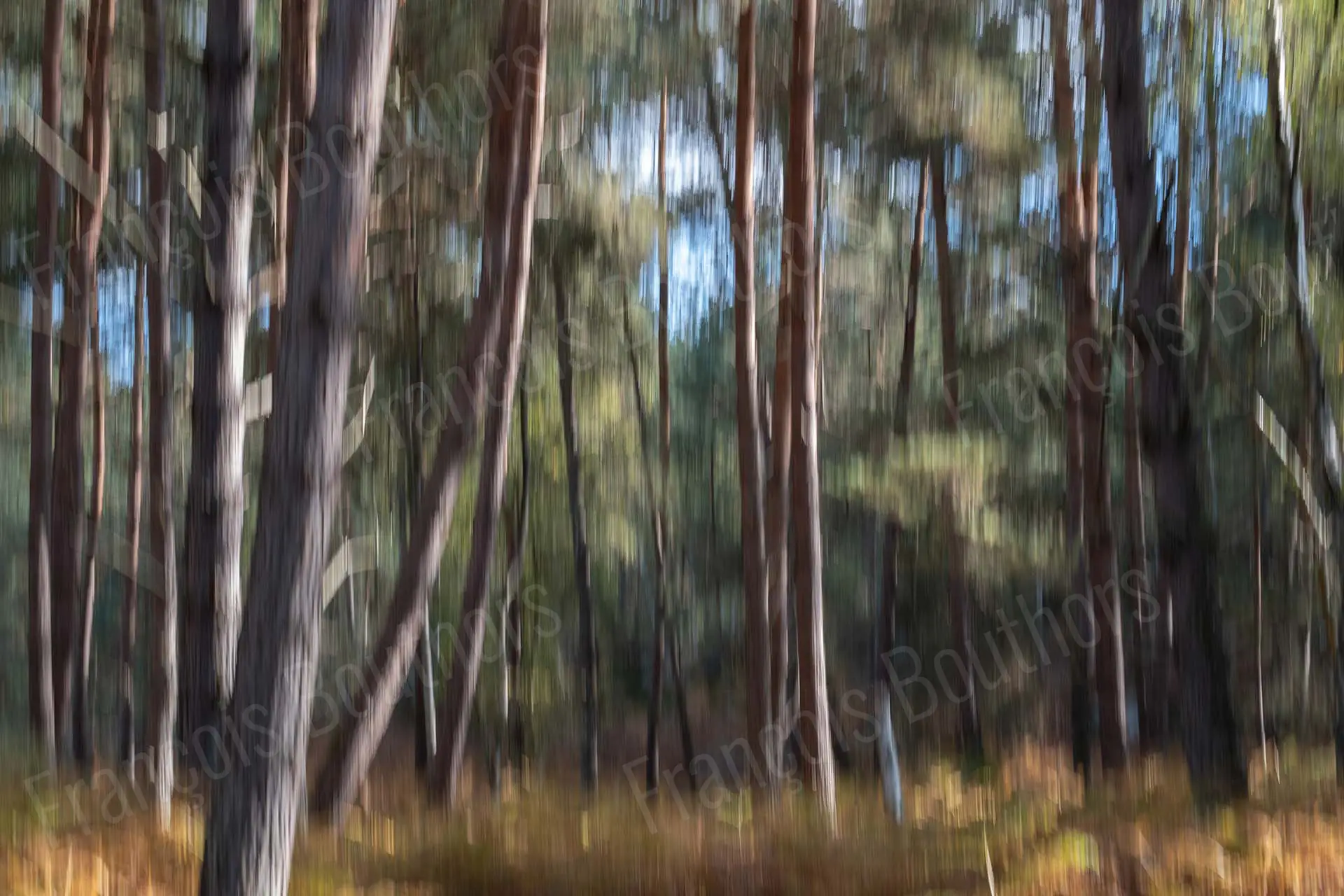 Photographie impressionniste ICM d’une forêt, avec des troncs d’arbres étirés en verticales floues créant un effet de mouvement poétique.