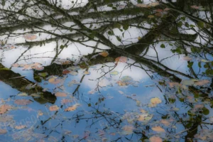 Reflets impressionnistes d’un arbre et de feuilles d’automne à la surface de l’eau, dans un style de photographie impressionniste.
