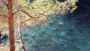Pin parasol au-dessus d’une eau turquoise — Photographie de François Bouthors