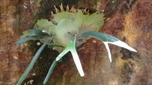 Texture naturelle d’une plante épiphyte poussant sur une roche, photographie de François Bouthors