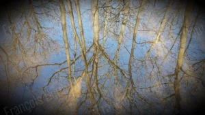 Reflets d’arbres dans l’eau d’un étang en hiver – photographie artistique de François Bouthors
