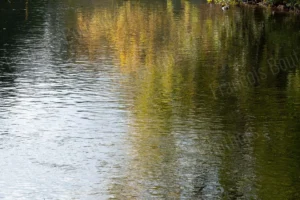 Photographie impressionniste de reflets d’arbres d’automne à la surface d’une rivière, couleurs jaunes et vertes diffuses.