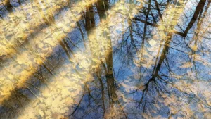 Reflets de feuilles dorées et d’arbres dans l’eau d’un sous-bois en automne – photographie artistique de François Bouthors