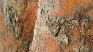 Écorce d’arbre texturée avec nuances brunes, photographie naturelle détaillée