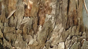 Texture d’écorce d’arbre crevassée avec feuilles sèches – Photographie naturelle par François Bouthors