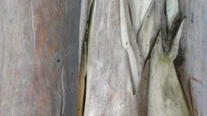Texture naturelle d’écorce d’eucalyptus claire avec fines strates et nuances pastel – photographie par François Bouthors.