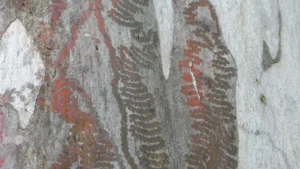 Traces d’insectes sur écorce d’arbre — texture naturelle photographiée par François Bouthors